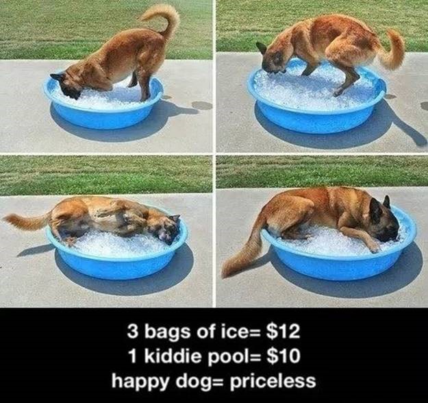 Dog laying in a kiddie swimming pool of ice
