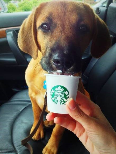 dog eating ice cream